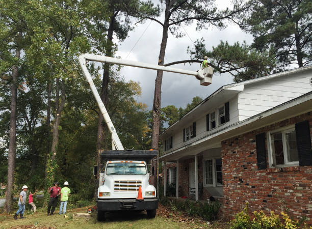 Professional Tree Care in Harrogate, TN