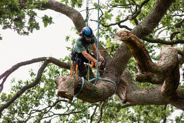 Best Tree Disease Treatment  in Harrogate, TN
