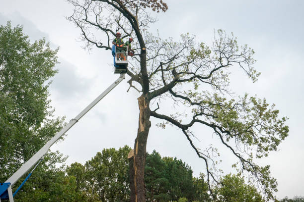 How Our Tree Care Process Works  in  Harrogate, TN